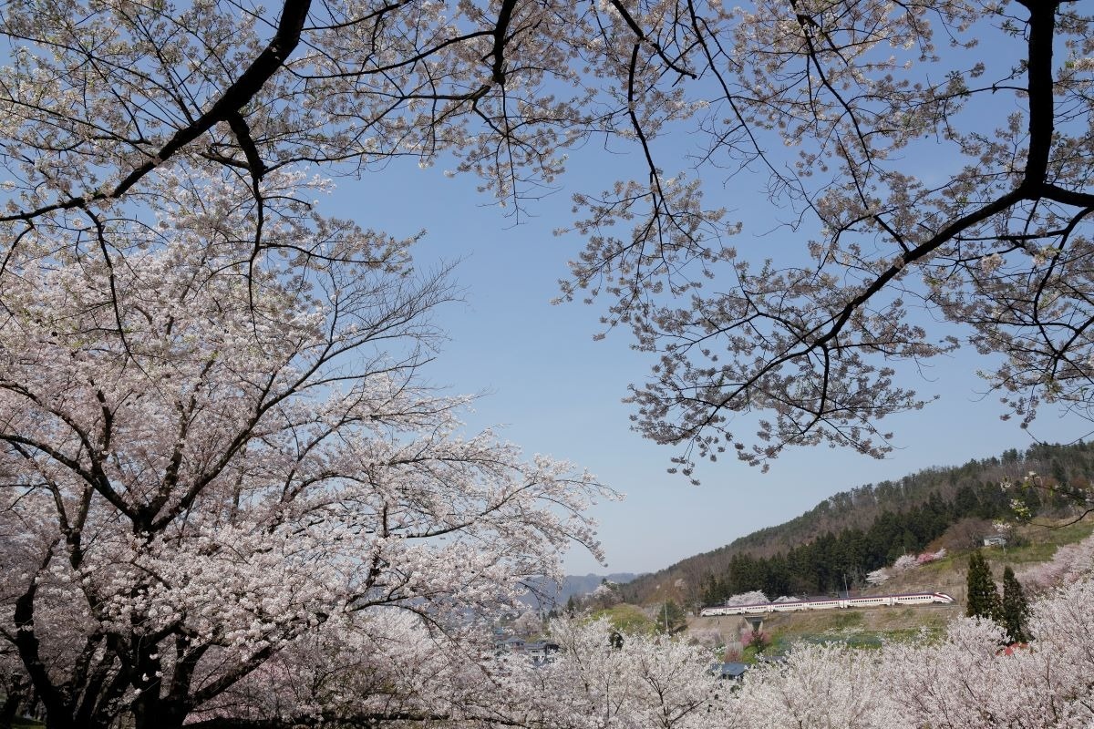 絶景鉄道 鉄道写真家 村上悠太が写す 待望の春を感じる 花 のある風景 トレたび 鉄道 旅行情報サイト