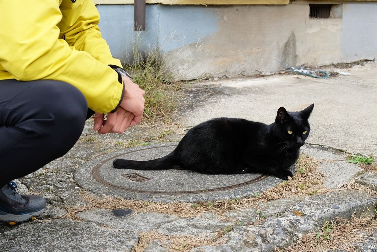 野良猫との遭遇率が高い鎌ケ谷。「今回犬を書きましたが、猫も好きというか、動物ならなんでも好きです」