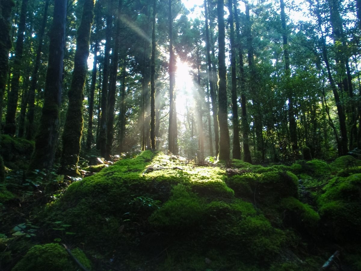 光のさす森の中