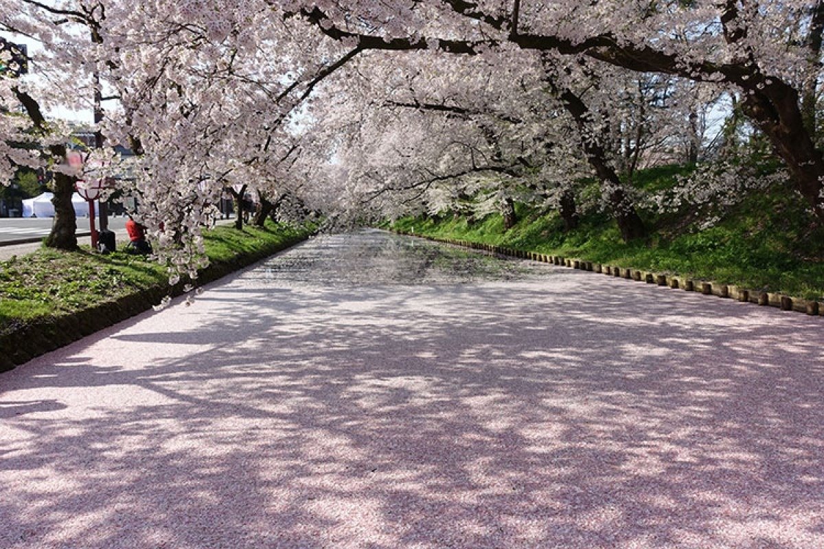 弘前公園の桜　