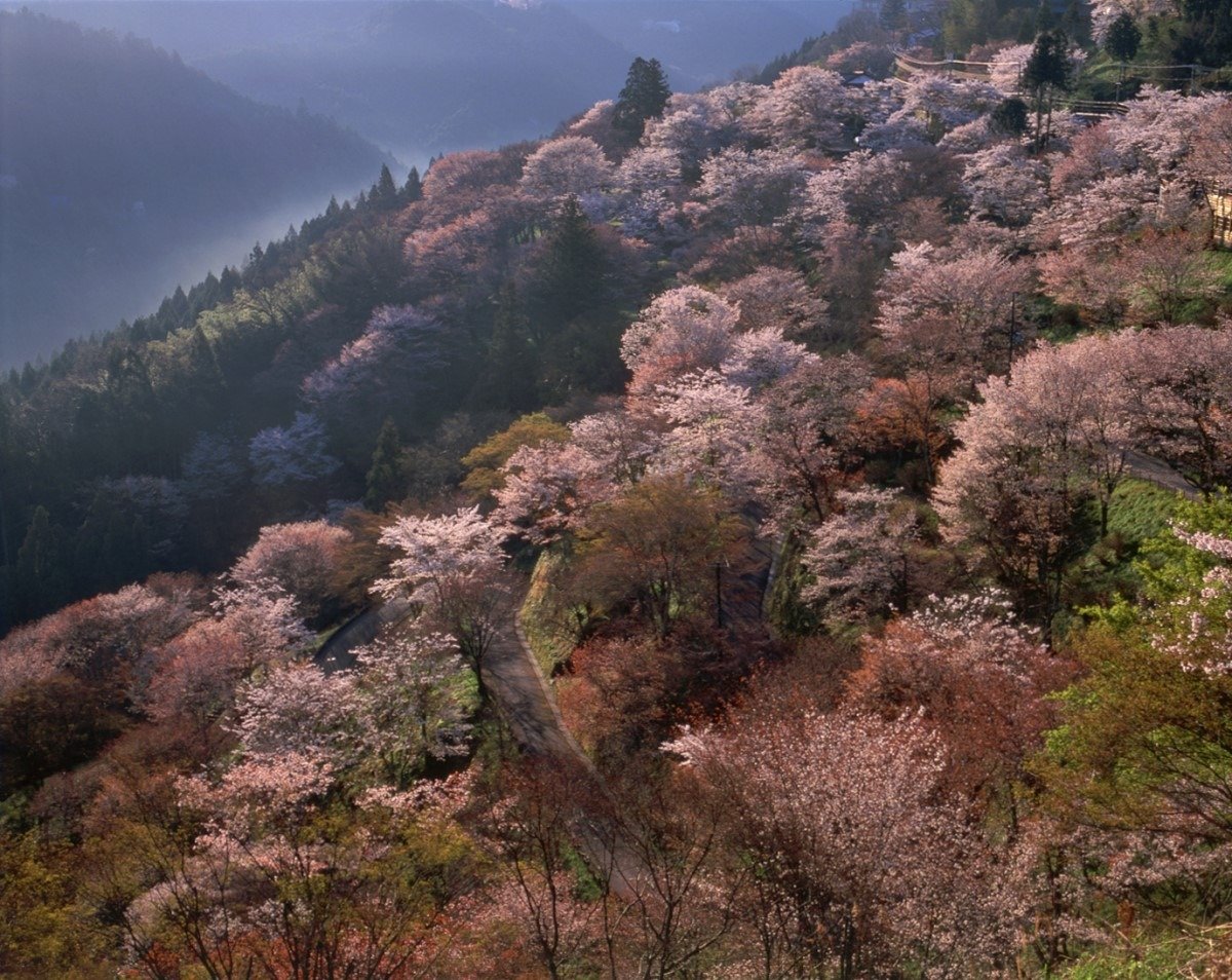 吉野山　下千本の桜　写真提供：一般財団法人奈良県ビジターズビューロー