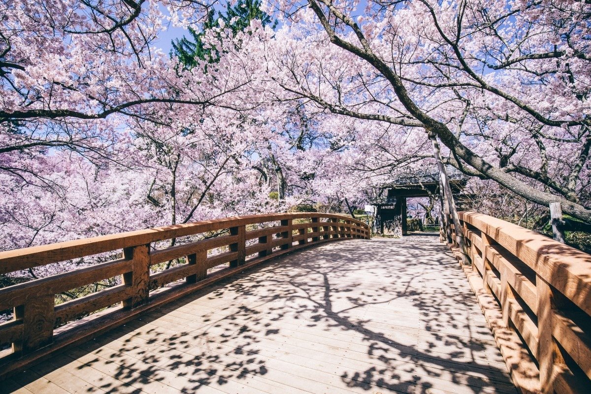 高遠城址公園の桜雲橋　資料提供：伊那市観光協会