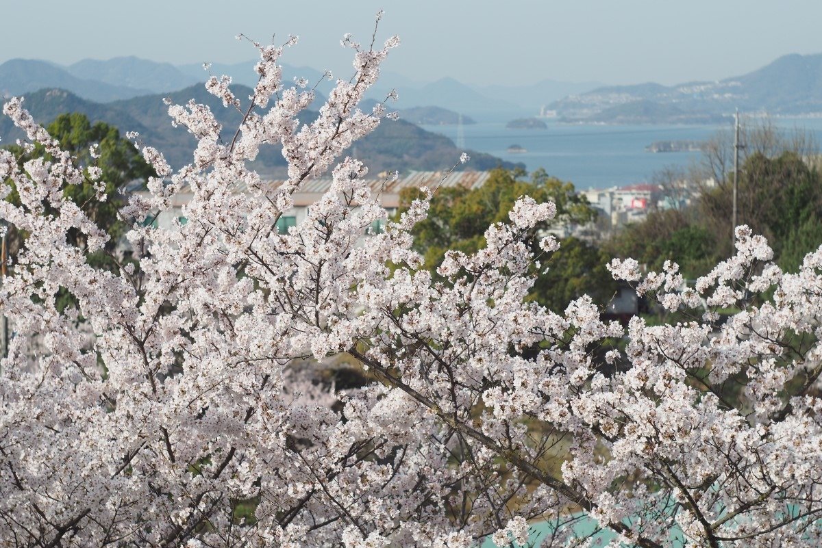 尾道市千光寺公園の桜越しに、瀬戸内海や島が見えています