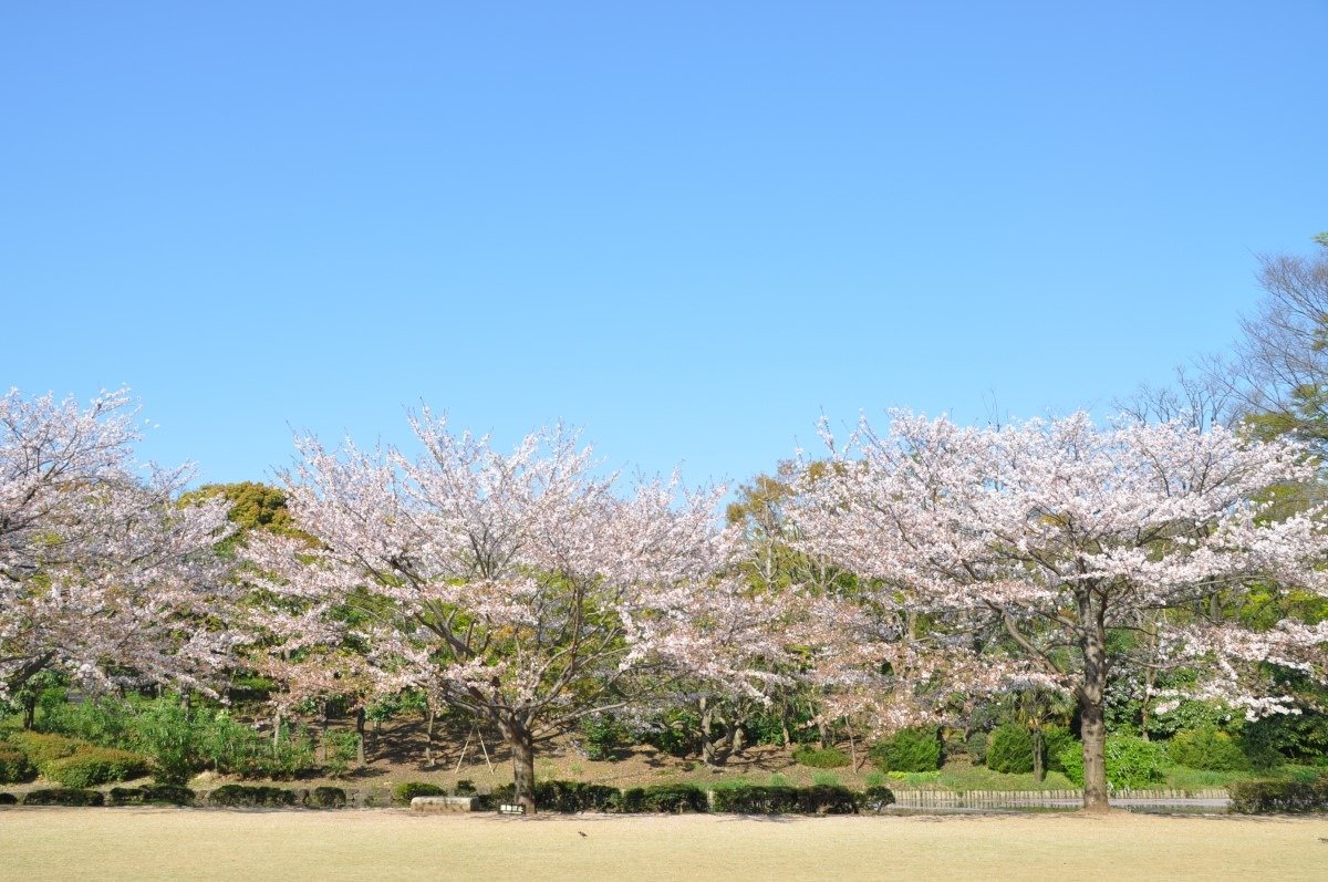 北の丸公園の桜