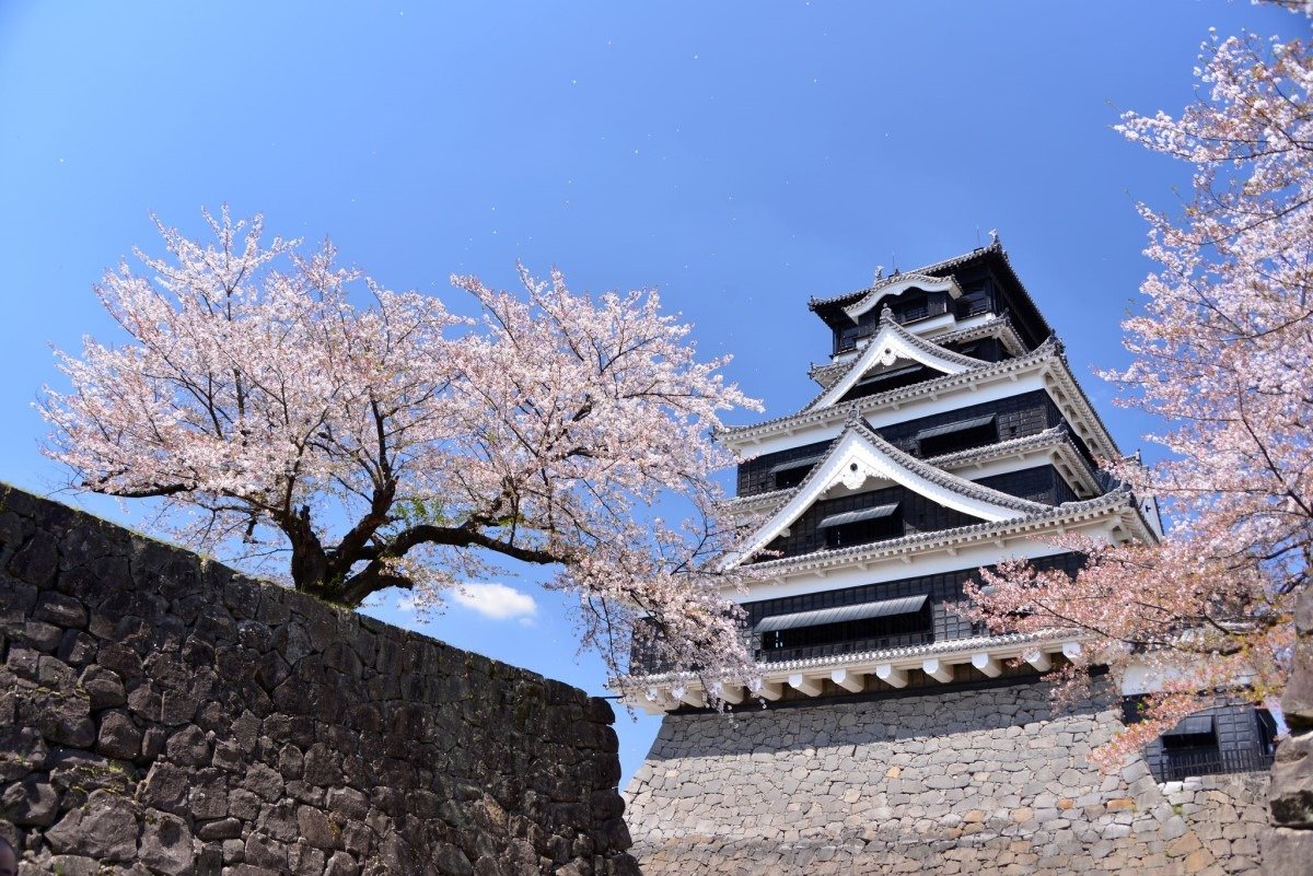 復旧後の熊本城天守閣と桜　写真提供：熊本城総合事務所