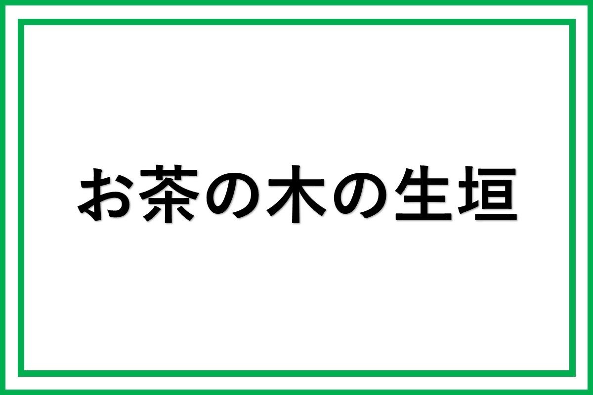 お茶の木の生け垣