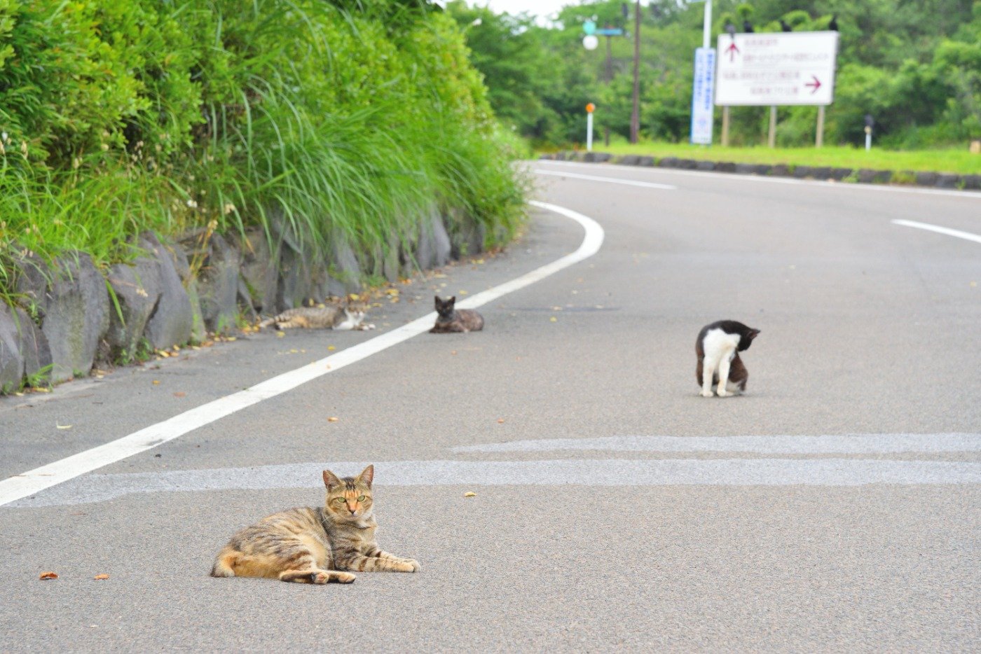 桜島溶岩なぎさ公園の猫