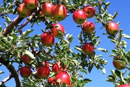 増毛町では、さまざまな品種のリンゴが栽培されています