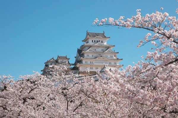 姫路城の桜の見頃は例年3月下旬～4月上旬　写真／姫路市
