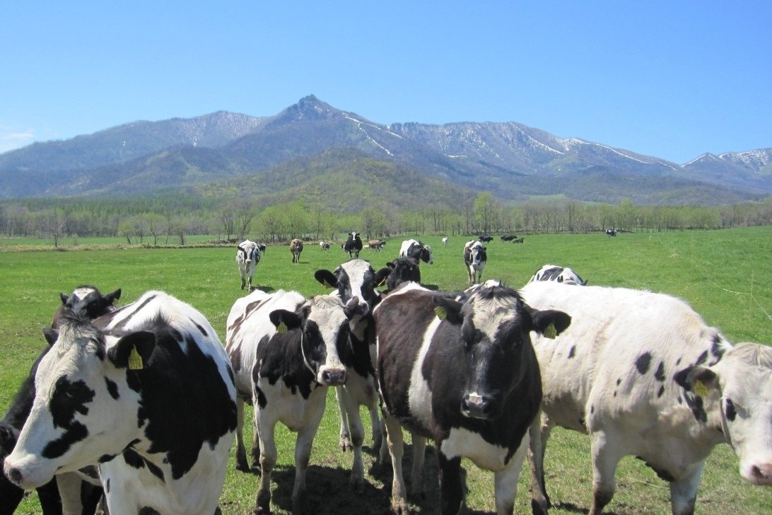 仔牛が乳牛として育つまで酪農家から預かる育成牧場
