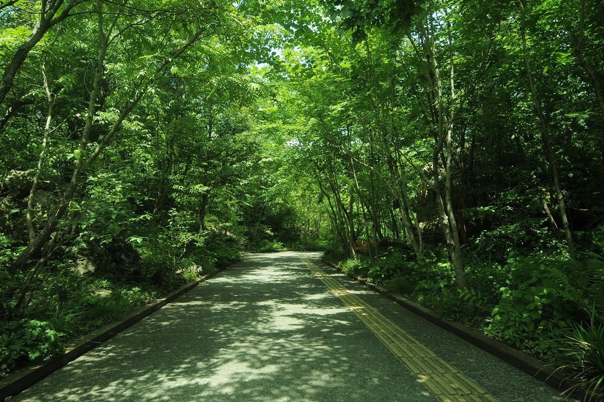 入口にある「土佐の植物生態園」では高知の植生を再現　写真提供／高知県立牧野植物園
