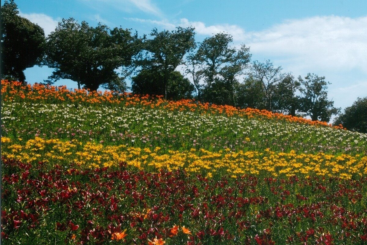 色とりどりの花を見比べるのも楽しい