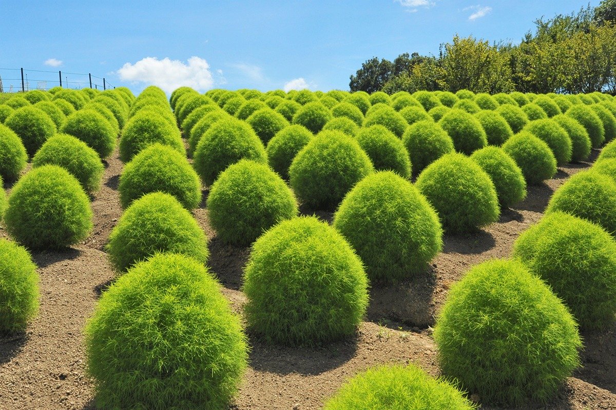 竜頭の丘「花巡りの丘」のコキアは、緑葉は7月下旬～9月、紅葉は9月中旬～10月中旬が見頃