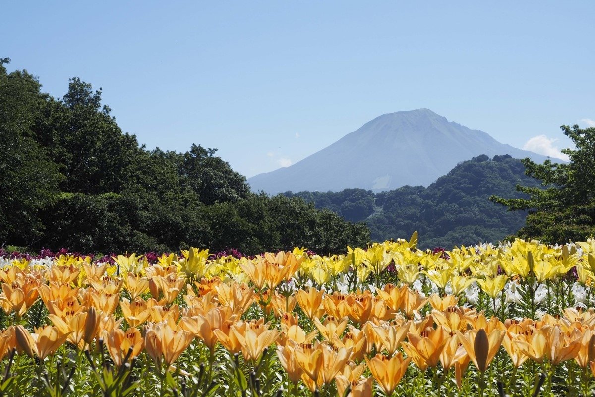 6月は「とっとり花回廊」のメインフラワー・ユリの季節。名峰・大山（だいせん）との競演も楽しみ
