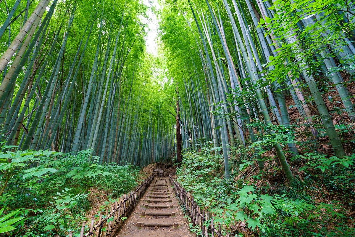 まるで江戸時代のままのような生垣と竹林が人気の「ひよどり坂」