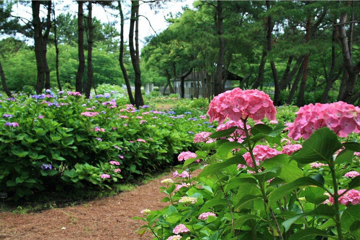 「あじさいの小径」には約1万株のアジサイが植えられています。見頃は6月上旬～7月上旬