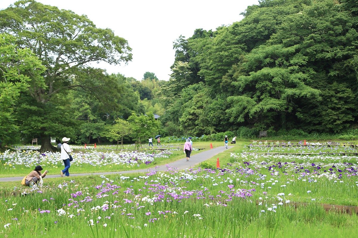 最盛期には、約50品種9000株ものハナショウブが咲き誇ります