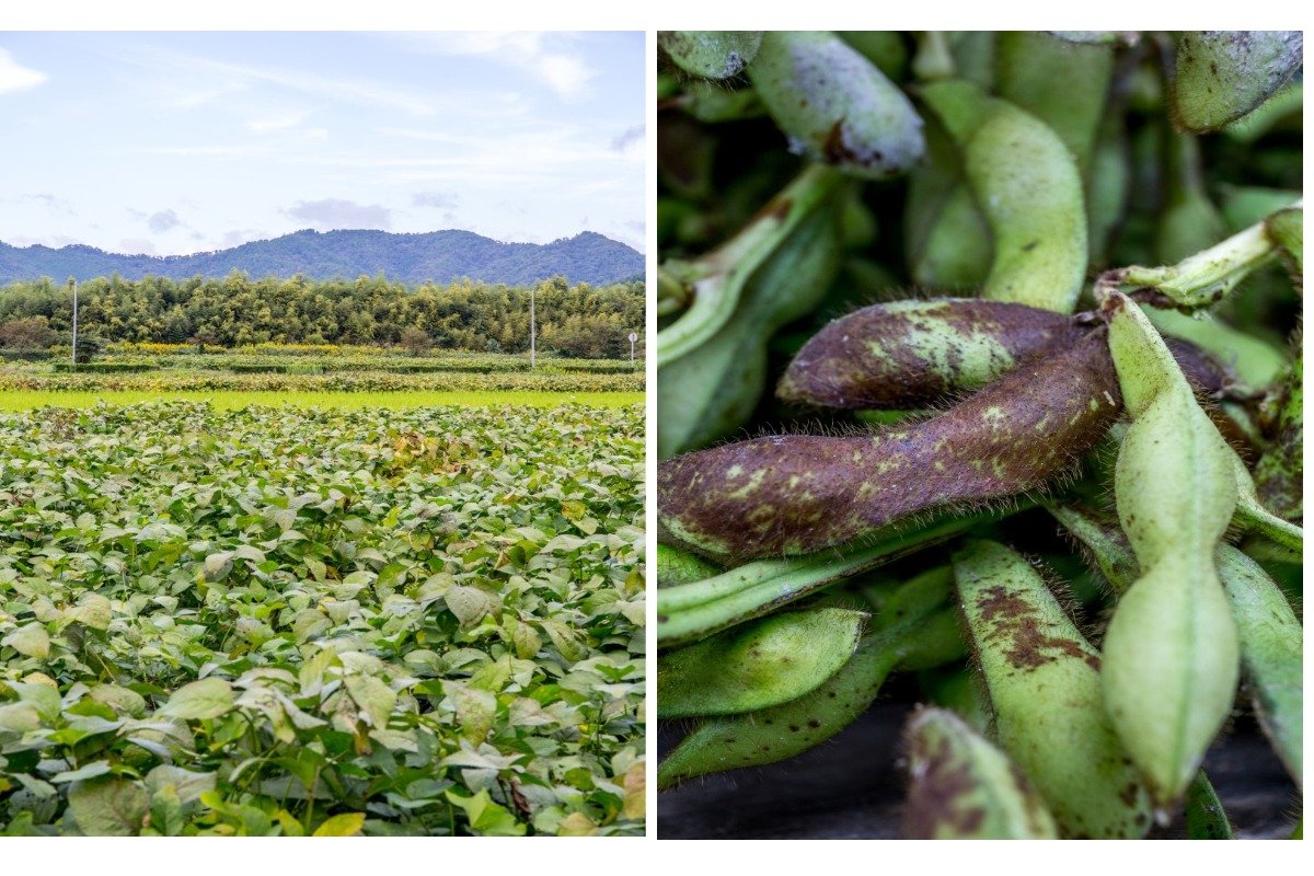 （左）畑の写真（右）丹波篠山デカンショ豆の写真