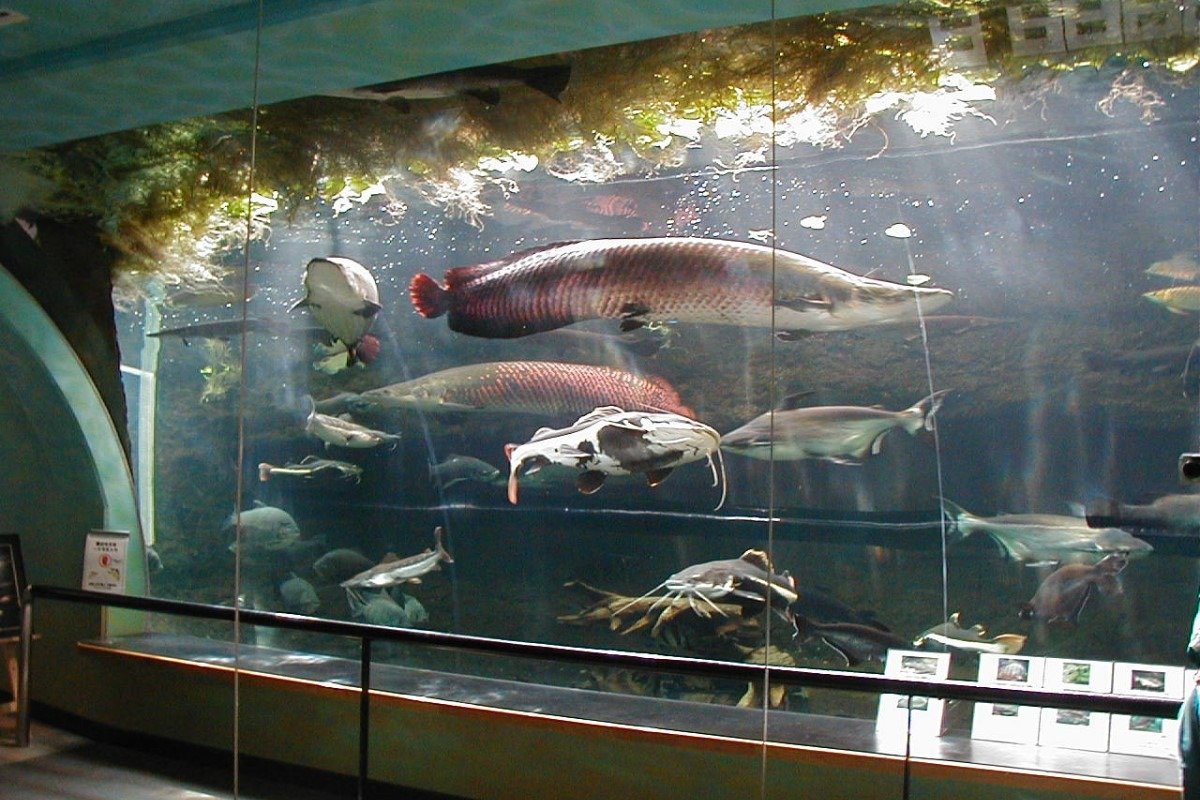 アマゾンに暮らす世界最大級の淡水魚・ピラルクなどが泳ぐ