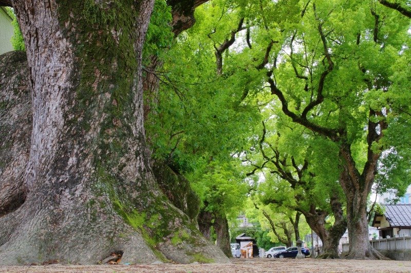 「一宮神社のクスノキ群」は国の天然記念物。枝葉がトンネルのように覆います