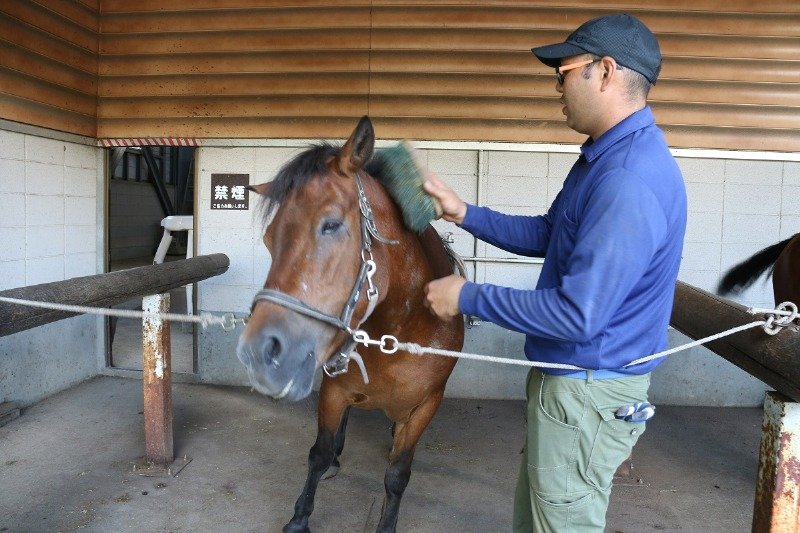 乗馬の前に厩務員さんがていねいにブラッシング