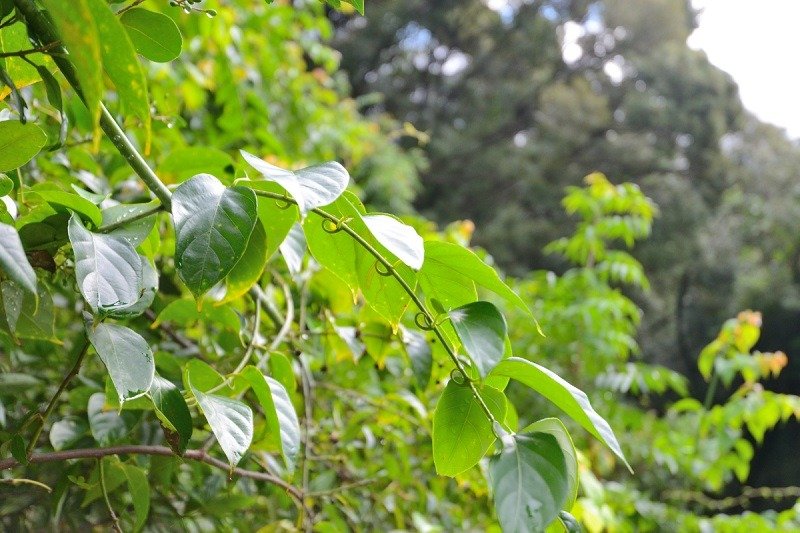 このカギカズラの木は、カギ状の棘でほかの植物に巻きついて成長するそう