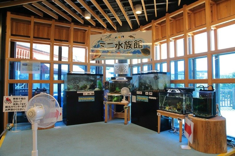 ミニ水族館はこどもに大人気です