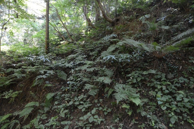 中央のややくぼんだところの溝が空堀跡です