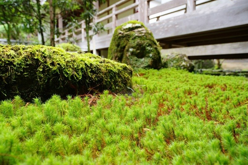 お寺カフェの外の庭園は散策もできます。スギゴケが美しい