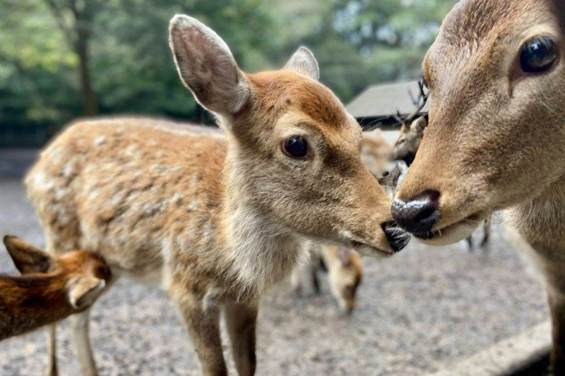 たくさんの鹿が住まう「鹿苑」