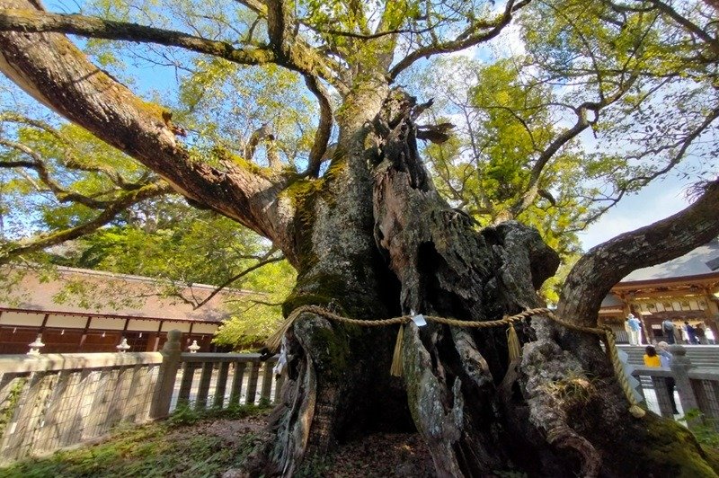 乎知命御手植の楠