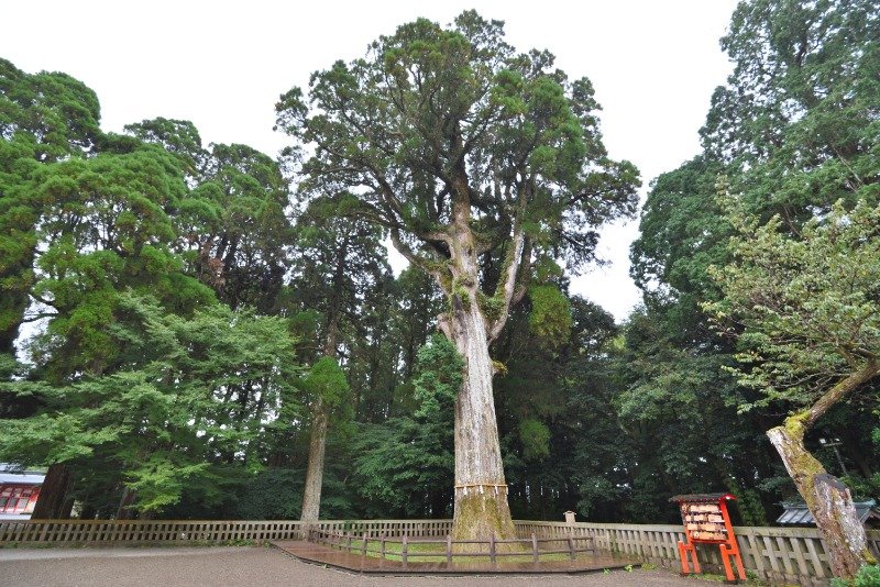 樹齢約800年の御神木の杉（霧島メアサ）