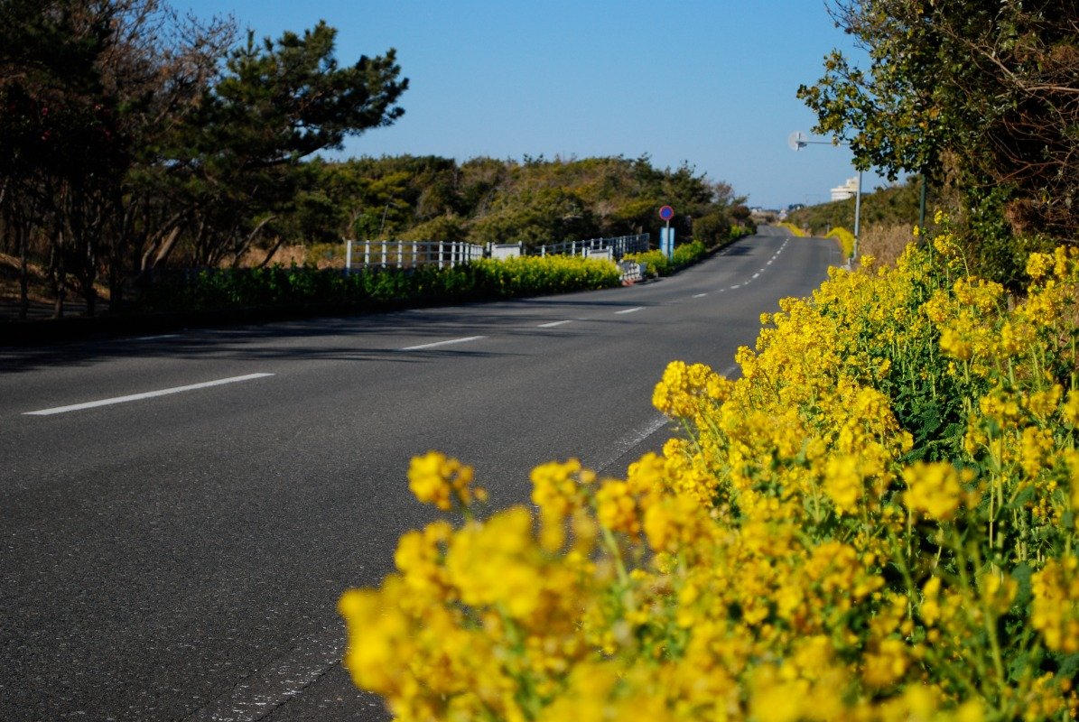 菜の花が咲く房総フラワーライン。館山駅からはレンタサイクルで約15キロの道のりです