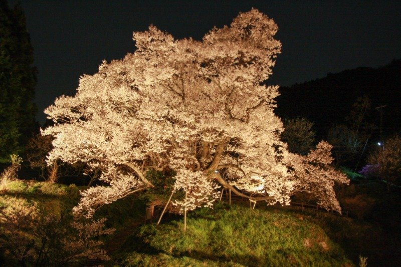 開花時期には21時までライトアップを実施　写真／宇陀市観光課