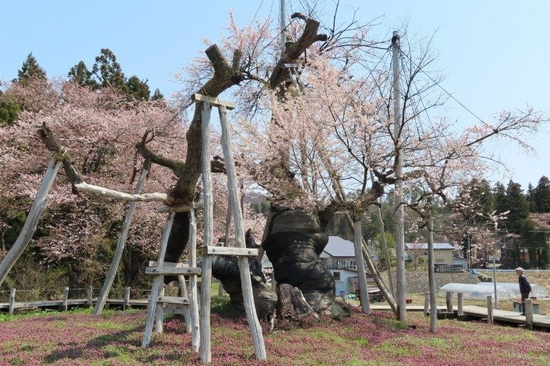 「伊佐沢の久保ザクラ」のさくらまつりでは花咲爺さんに扮したガイドの案内もあります