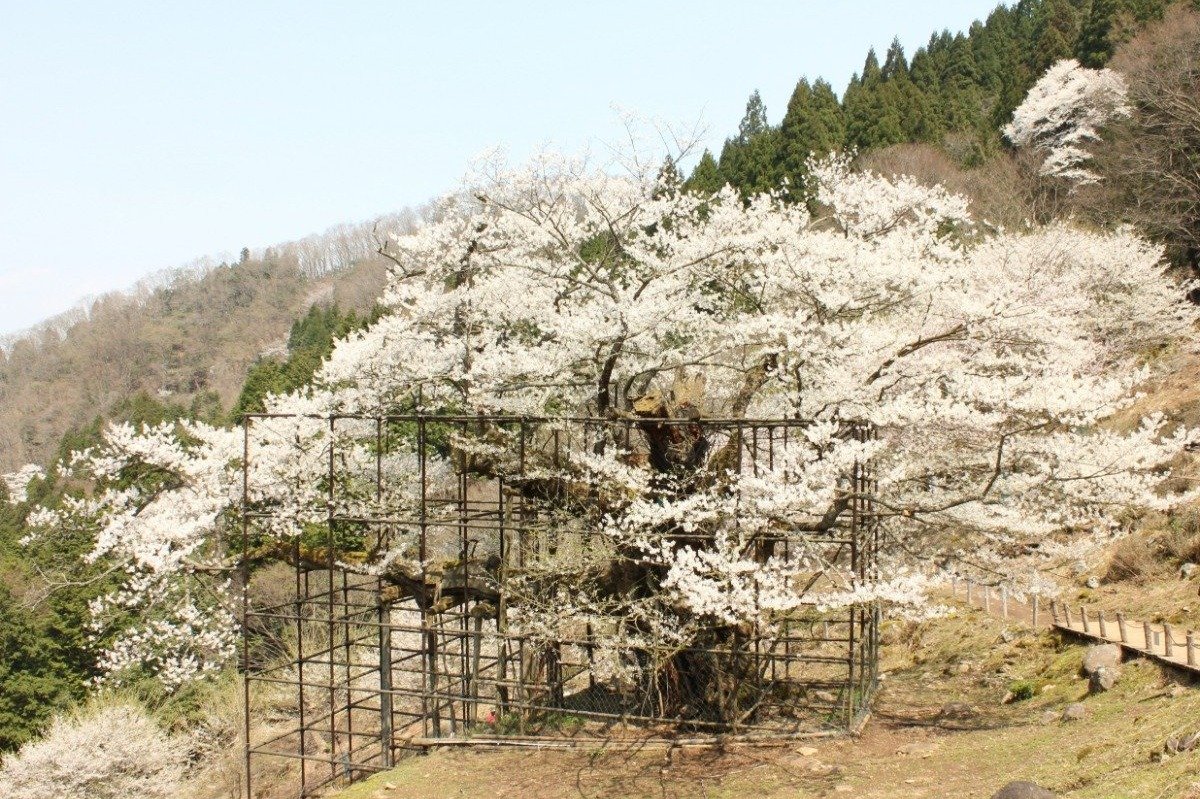 多くの人の熱意で支えてきた桜の名木　写真／やぶ市観光協会