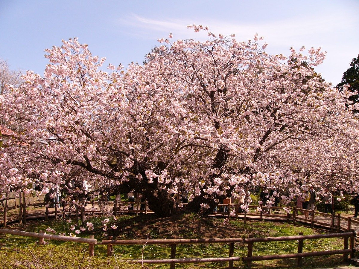 高さ約8メートル、幹回り約5.5メートルの血脈桜
