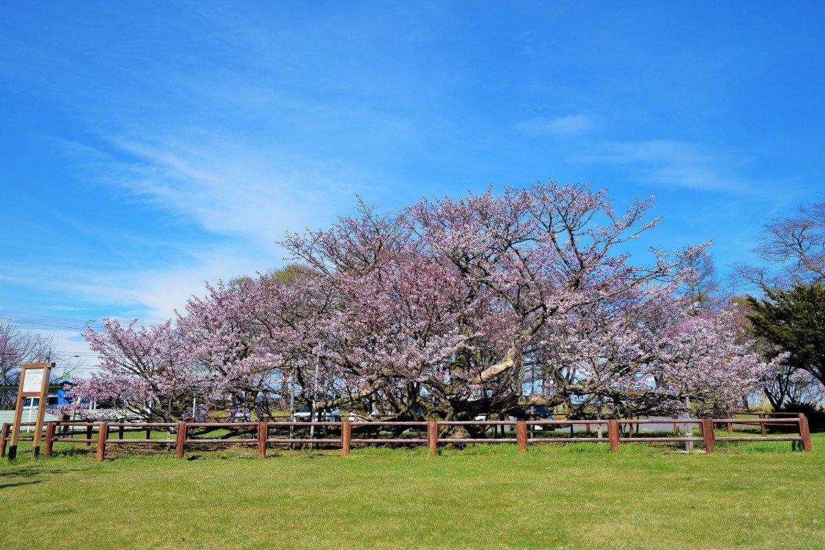 児童が持ち帰った幼木から、みごとに成長した千島桜