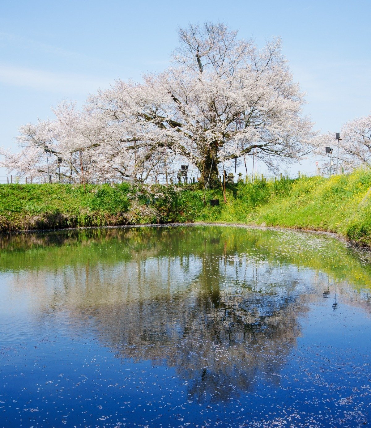 青空に映える「逆さ桜」は息をのむ美しさ