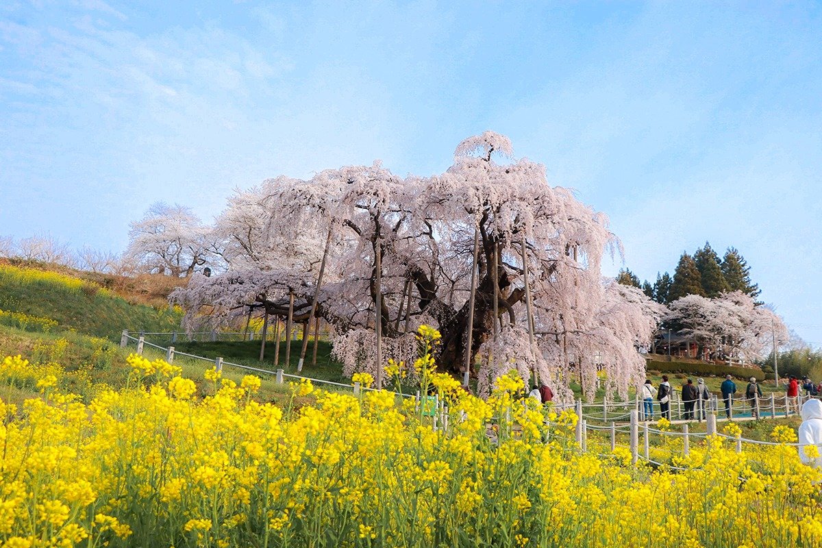 下から見上げると桜の花が降り注ぐような景観が見られます