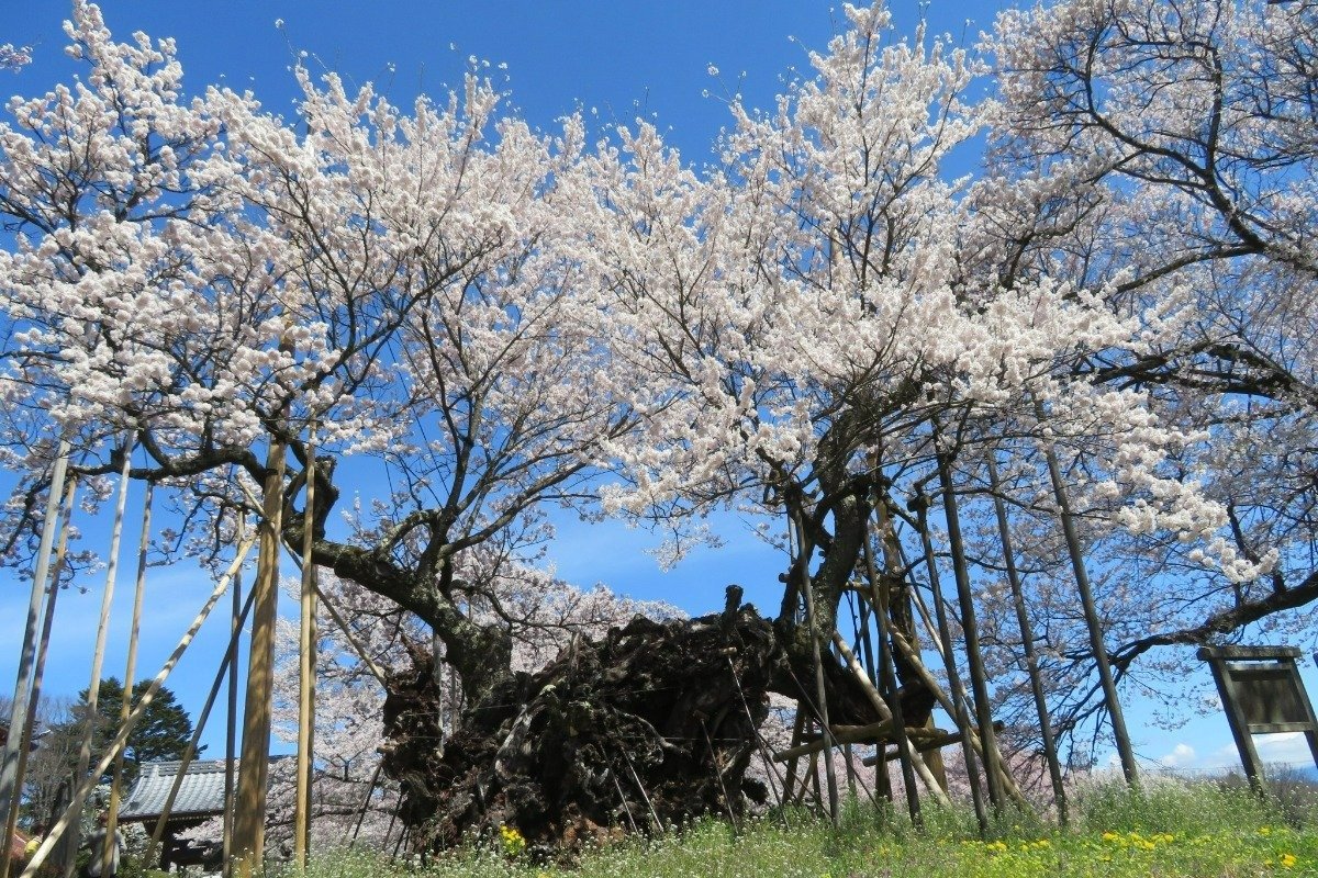 桜の開花期には隣接地にラッパスイセンが咲き、まさに春爛漫の絶景です