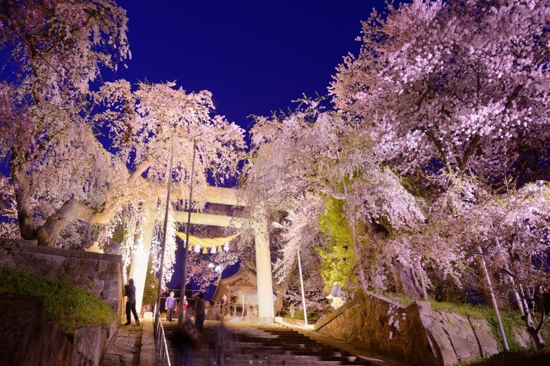 南陽市にある烏帽子山（えぼしやま）公園では、約25種、約1000本の桜が咲き、ライトアップも