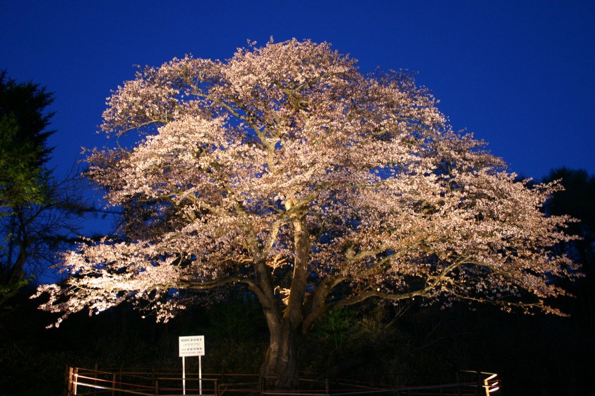 夜空に浮かび上がる大桜