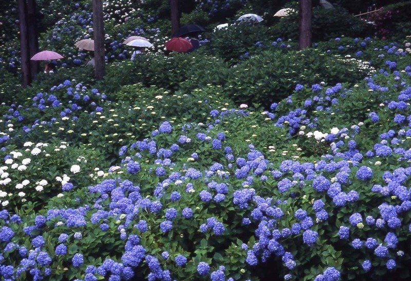 三室戸寺のあじさい（6月）