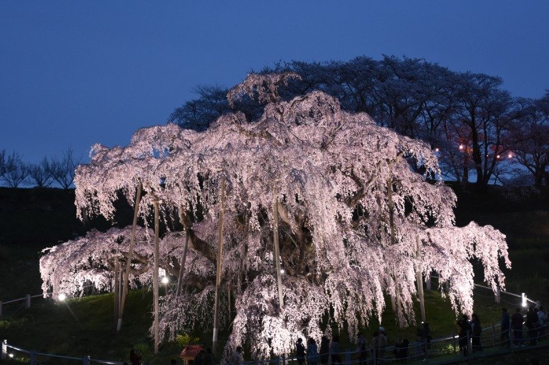 開花期には「三春滝桜」を含めて町内7カ所の桜がライトアップされています