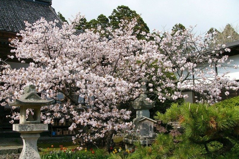 「龍雲院の蝦夷霞桜」は若葉と花が同時に開きます