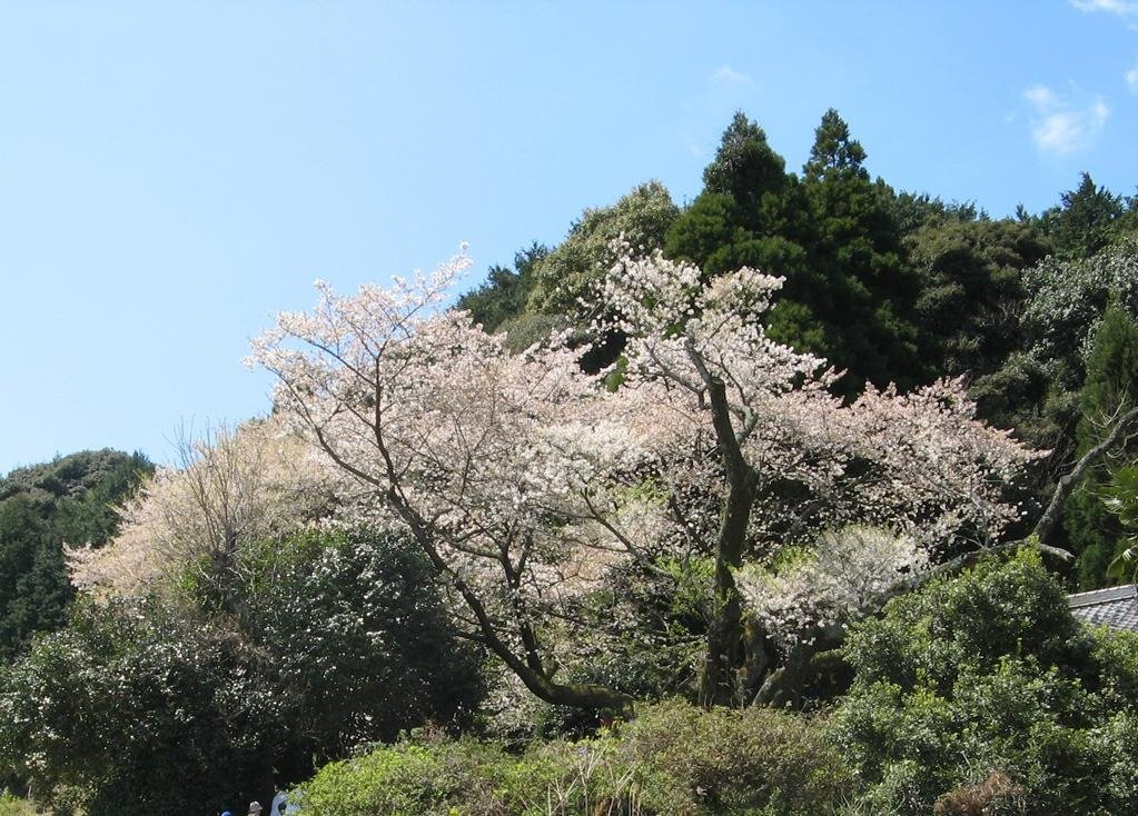 里山に佇む一本桜