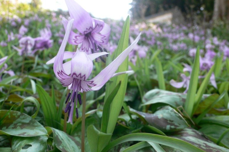 3月下旬～4月上旬には1万株以上のカタクリが開花　写真／森野吉野葛本舗