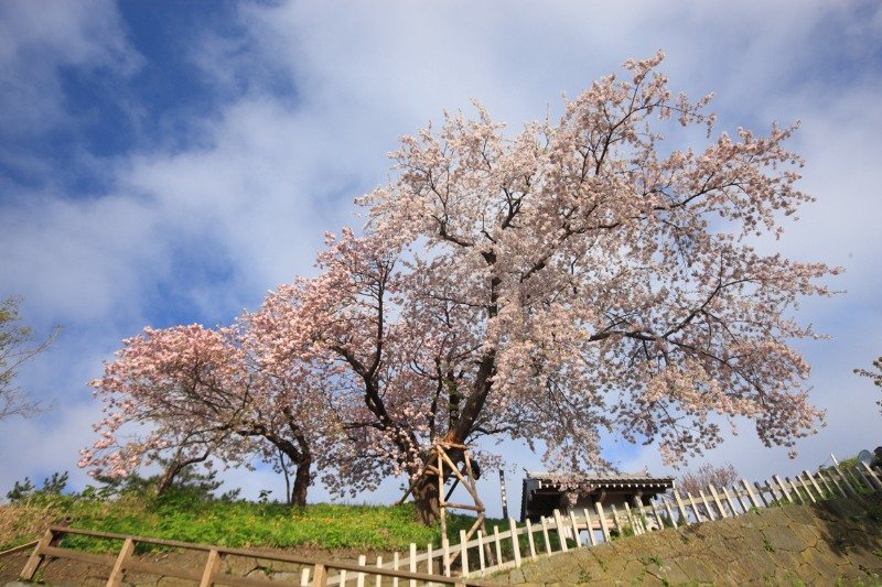 同じ幹からソメイヨシノと南殿が咲く「天神坂の夫婦桜」