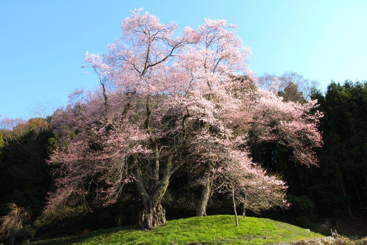 集落の高台にある「吉良のエドヒガン桜」